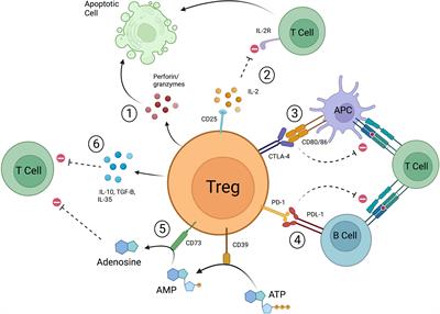 Frontiers | Foxp3+ Regulatory T Cell Therapy For Tolerance In ...